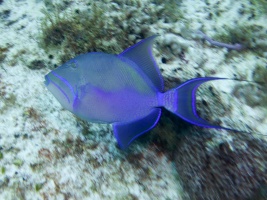 Queen Triggerfish IMG 4812